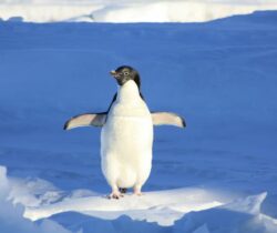 Penguin