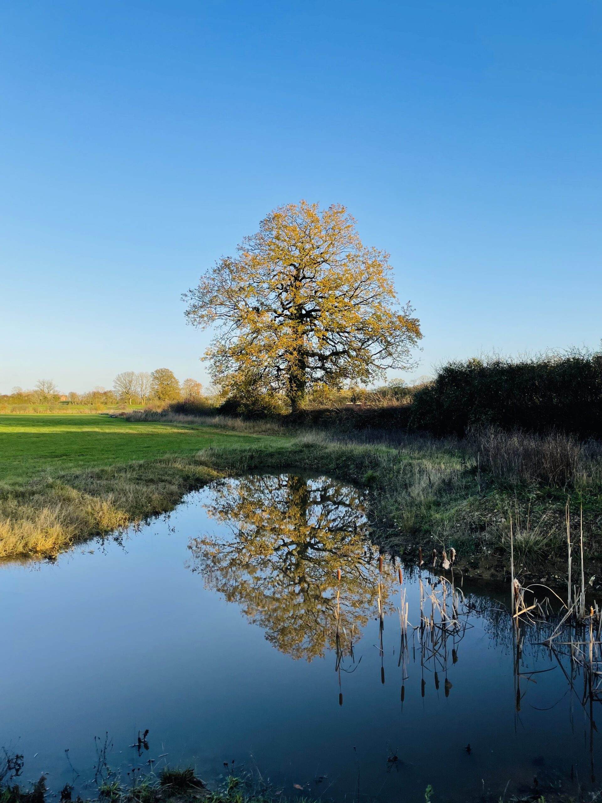 Image of an oak tree with reflection in a pond
